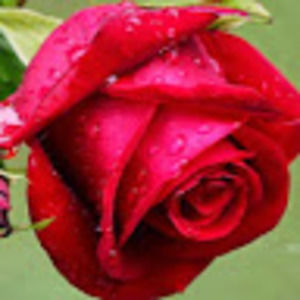 Meet your Posher, Hadjila